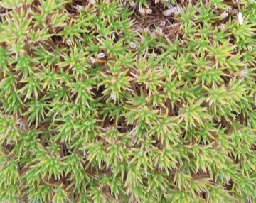 Scleranthus uniflorus 